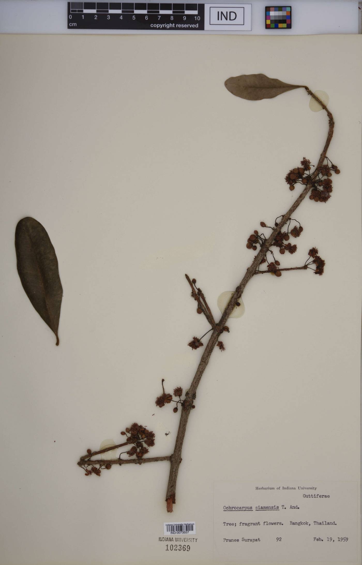 Ochrocarpos image