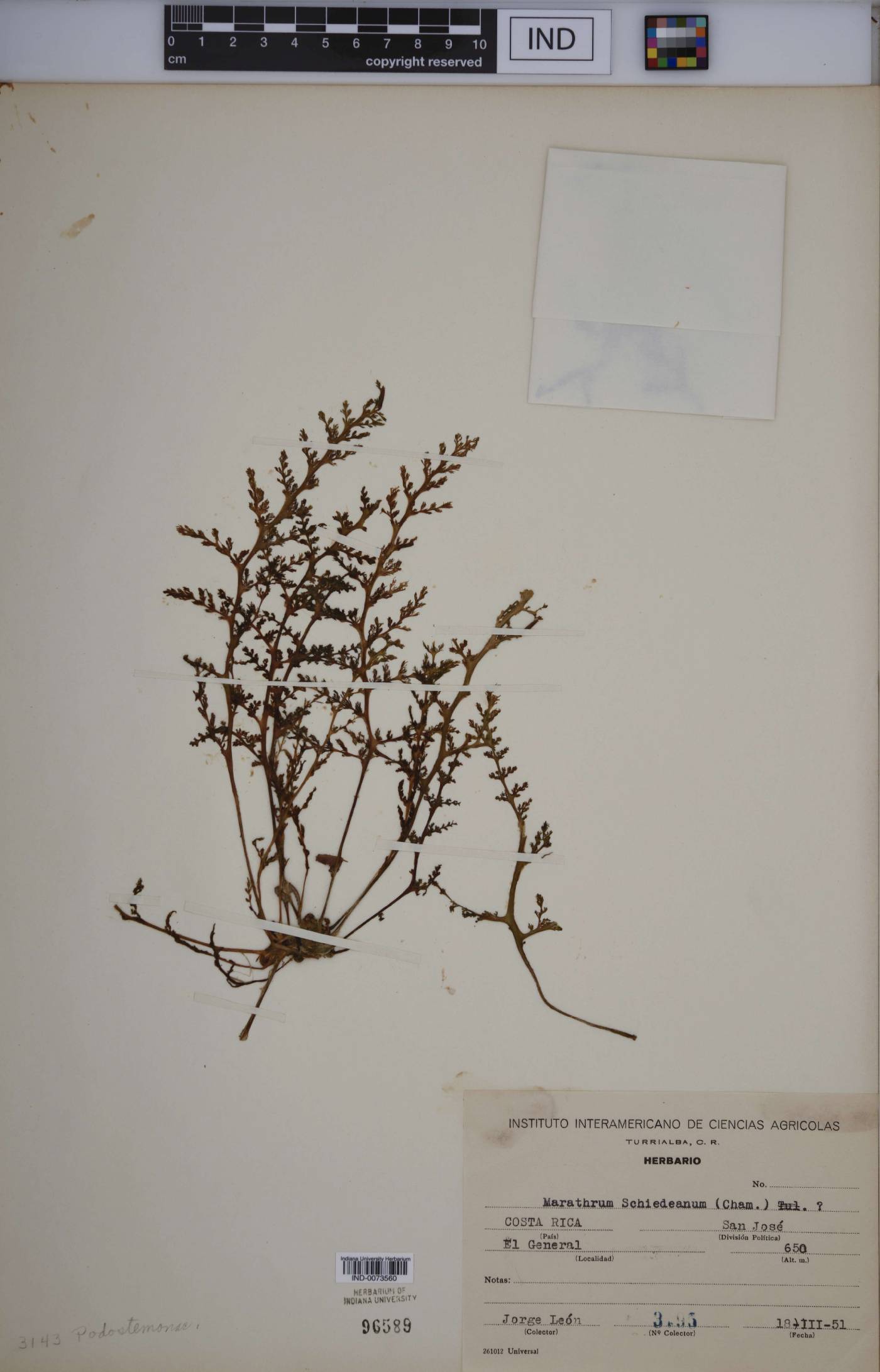 Marathrum schiedeanum image