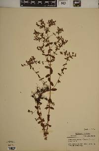 Hypericum boreale image