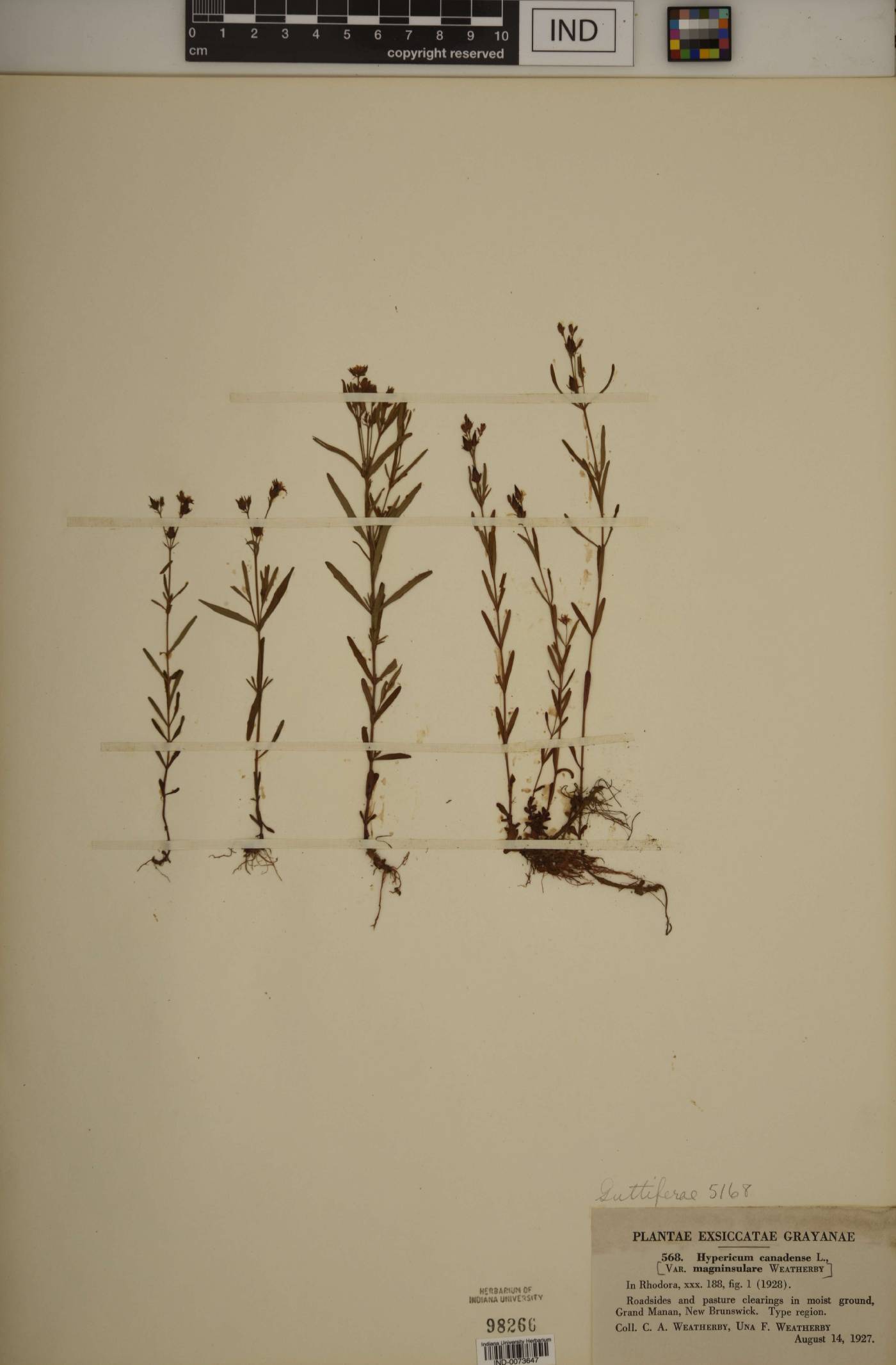 Hypericum canadense var. magninsulare image