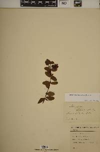 Hypericum crux-andreae image