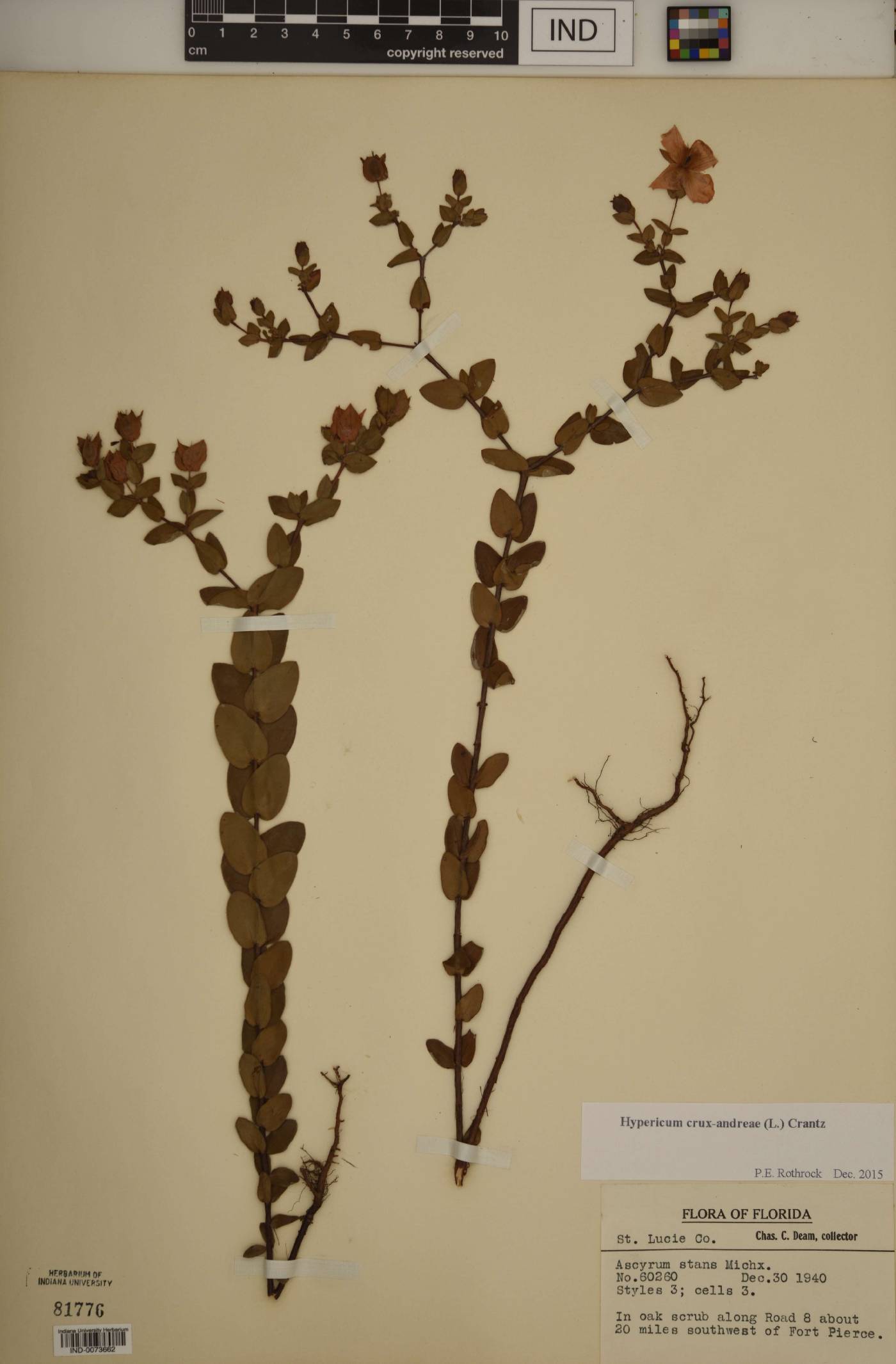 Hypericum crux-andreae image