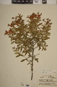 Hypericum densiflorum image