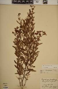 Hypericum densiflorum image