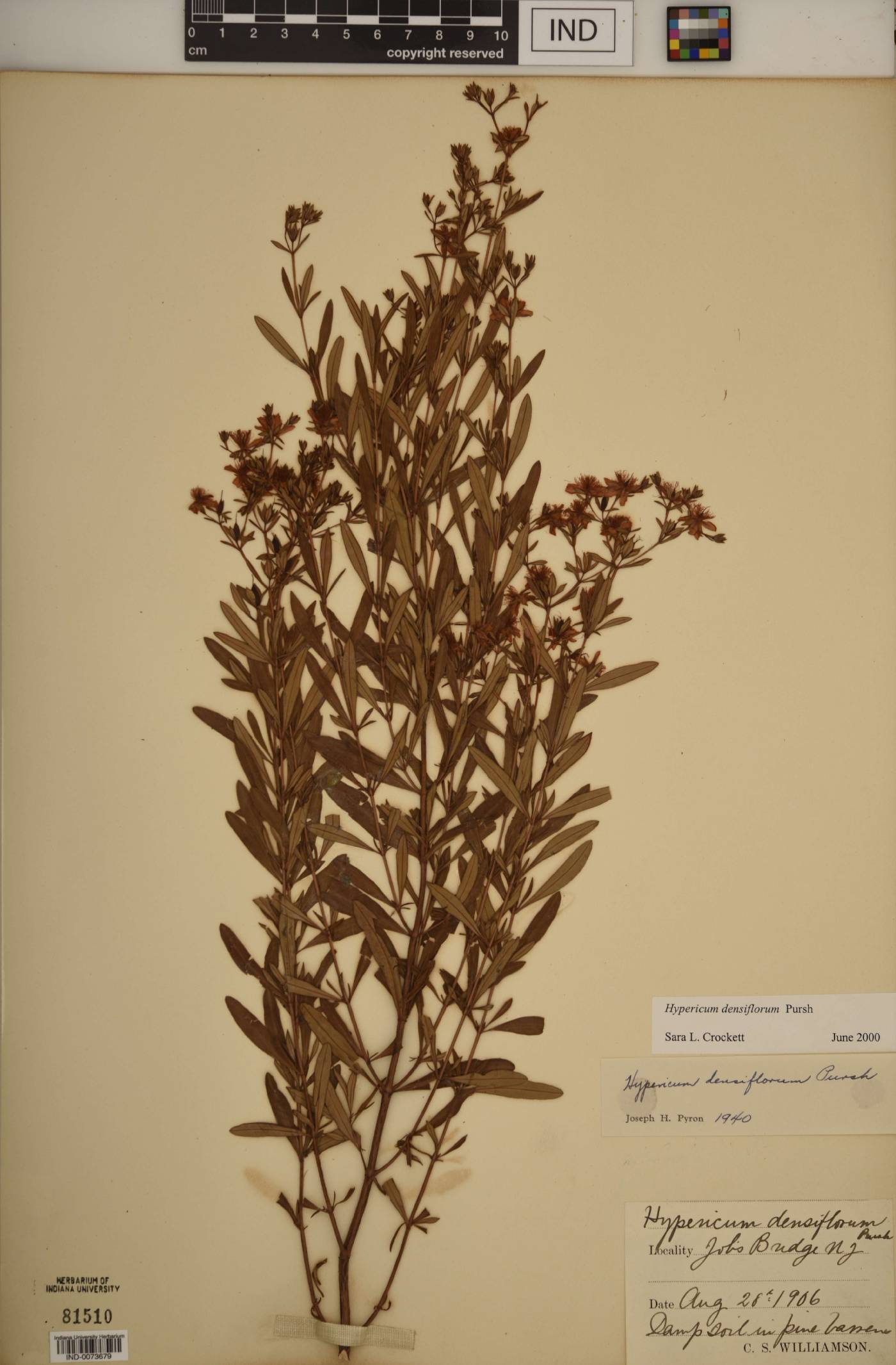 Hypericum densiflorum image