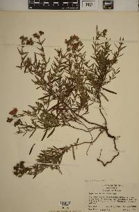 Hypericum dolabriforme image