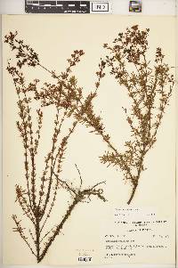 Hypericum galioides image