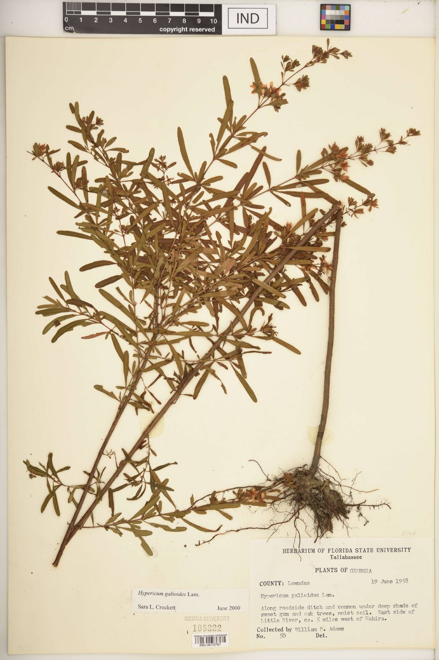 Hypericum galioides image