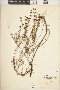 Hypericum galioides image