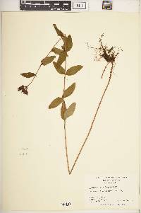 Hypericum graveolens image