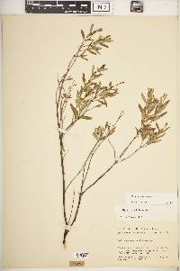 Hypericum kalmianum image