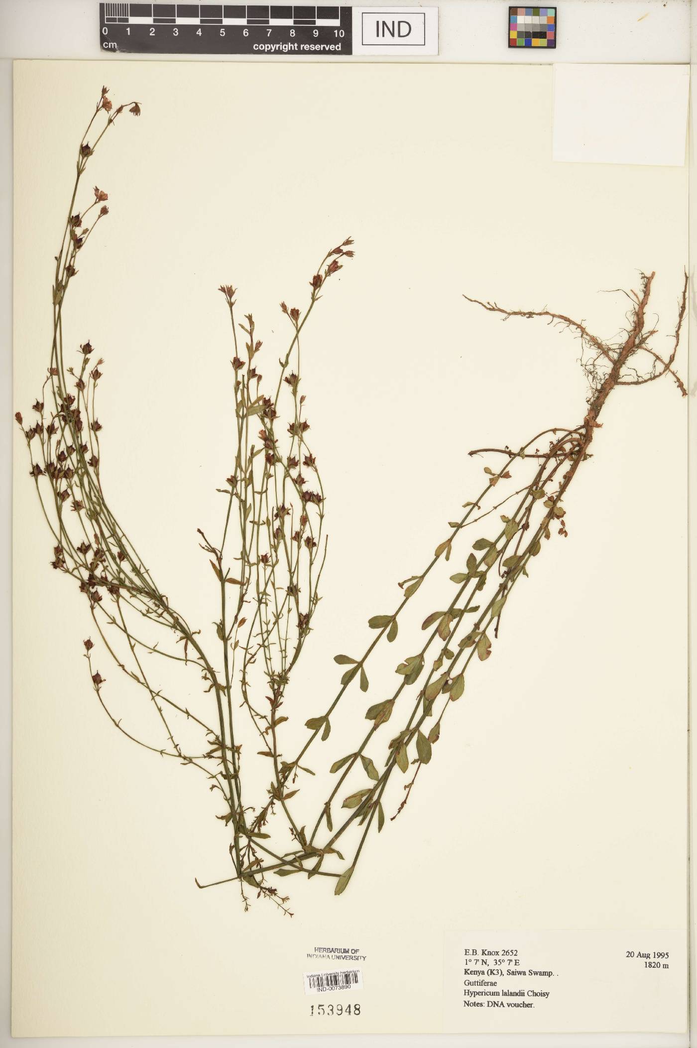 Hypericum lalandii image