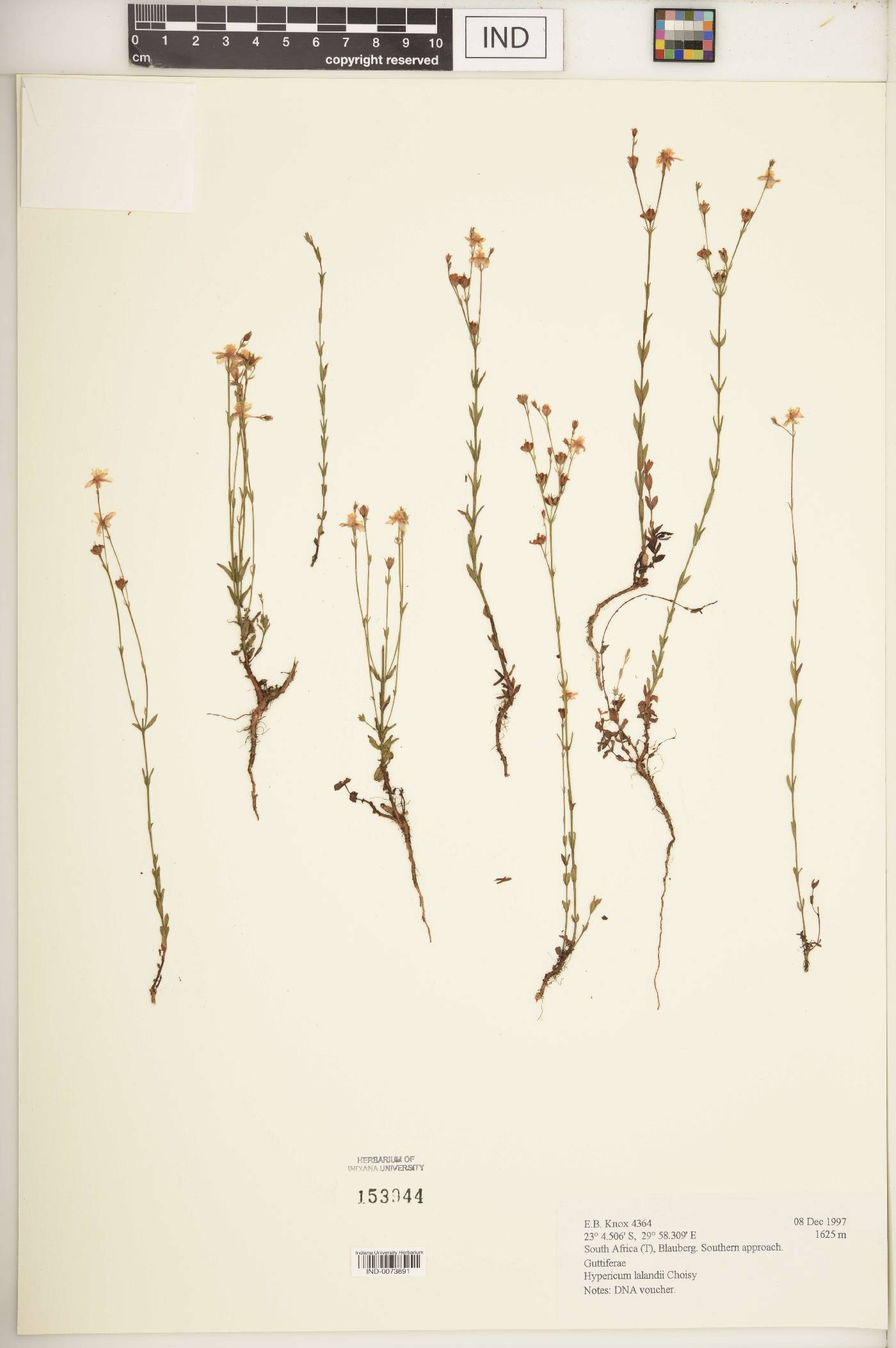 Hypericum lalandii image