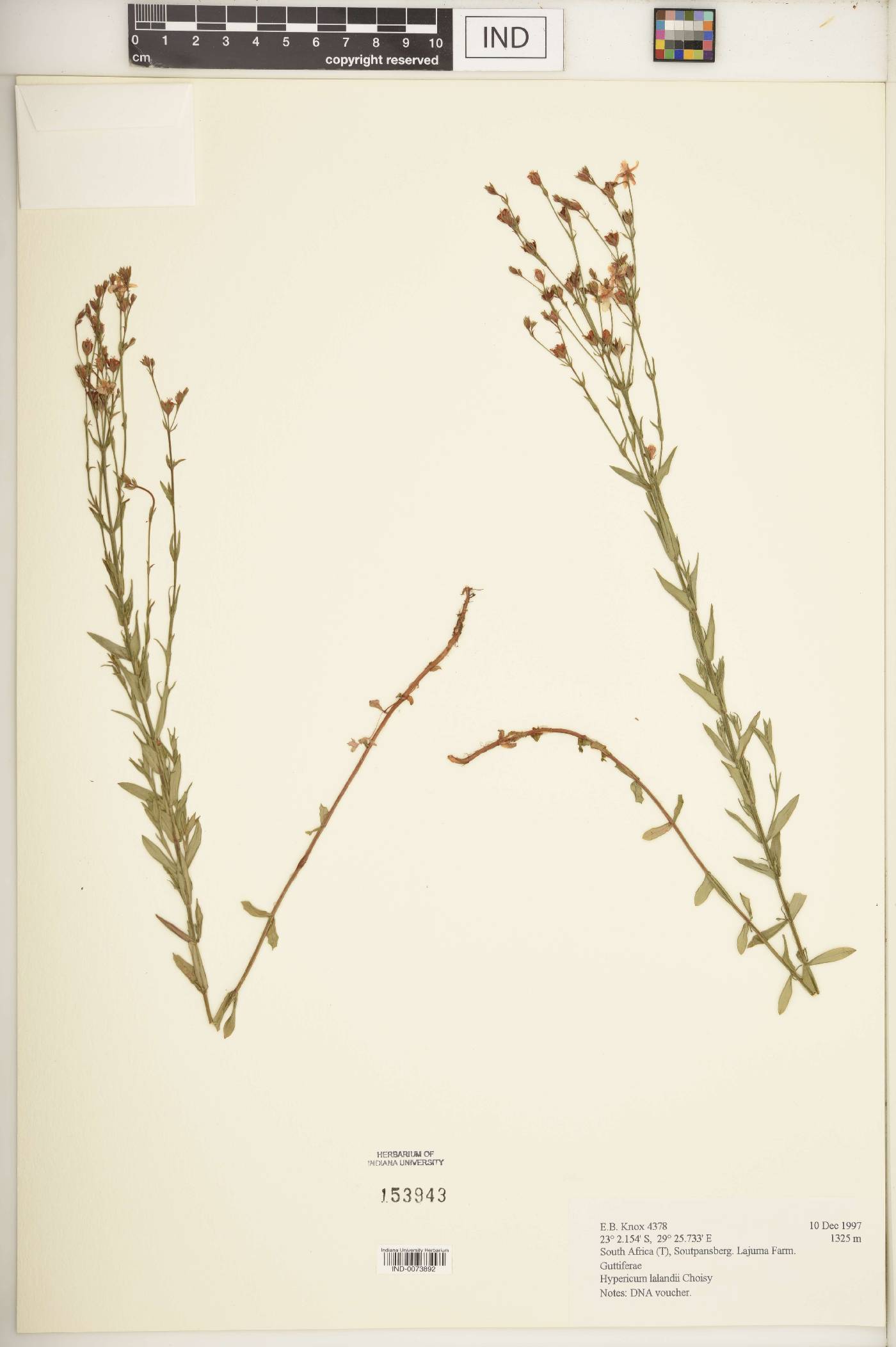 Hypericum lalandii image