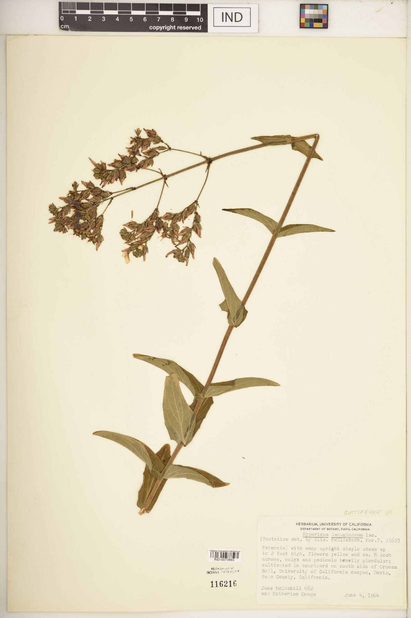 Hypericum lanuginosum image