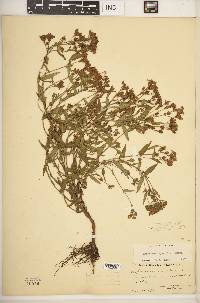 Hypericum majus image