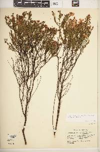 Hypericum microsepalum image