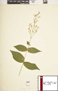 Silene ovata image