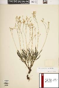 Phemeranthus rugospermus image