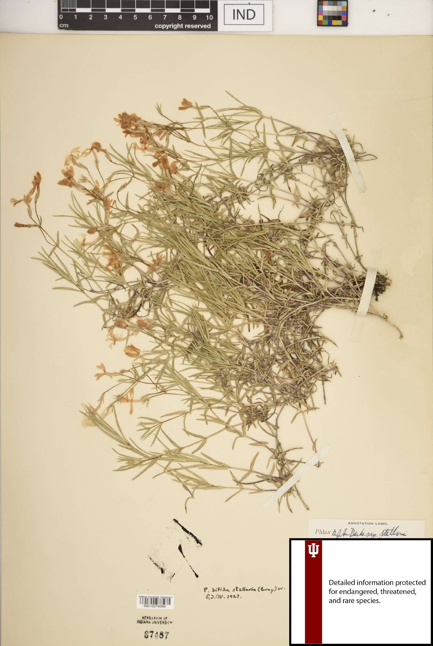 Phlox bifida subsp. stellaria image