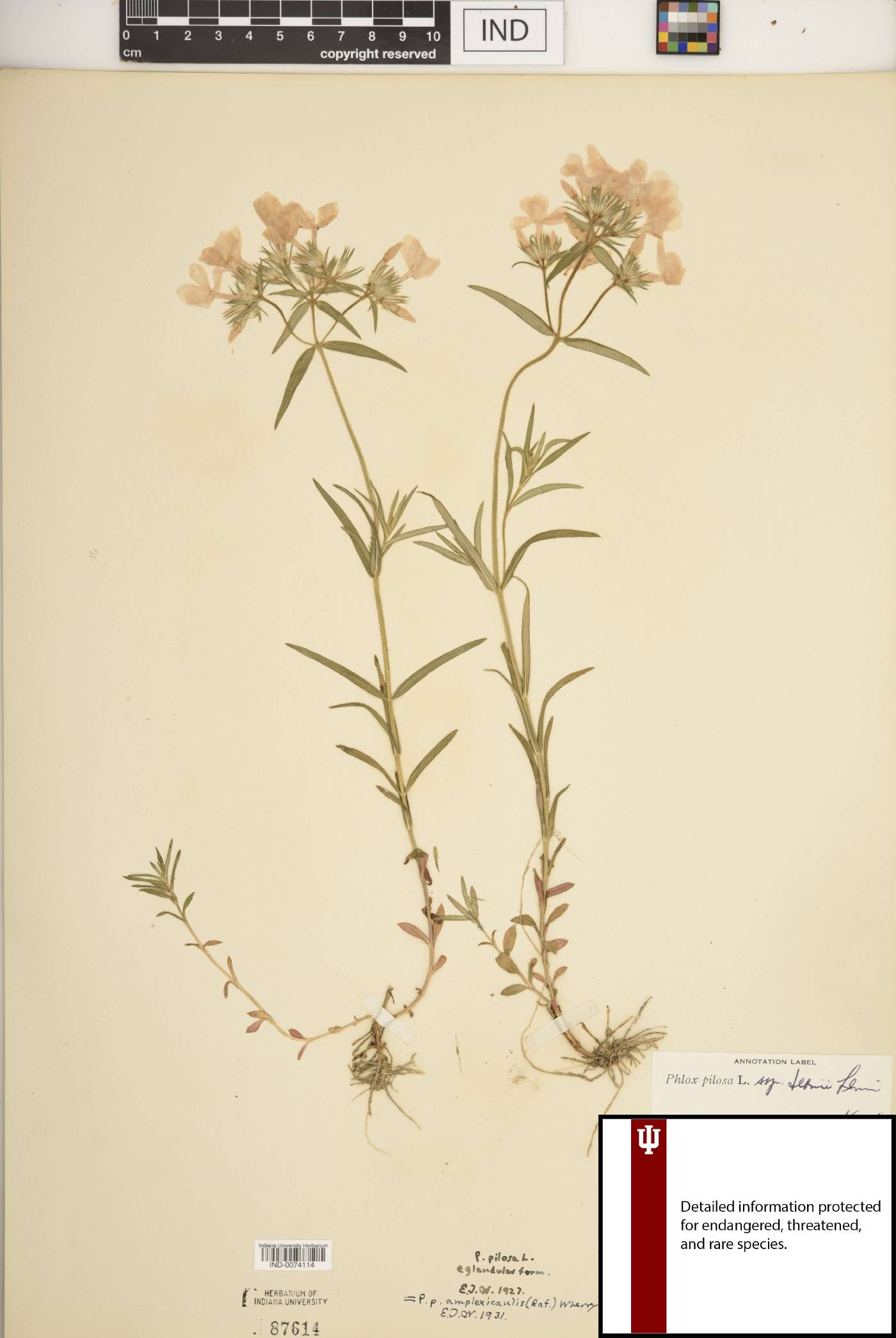 Phlox pilosa subsp. deamii image