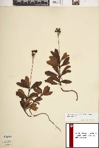 Chimaphila umbellata image