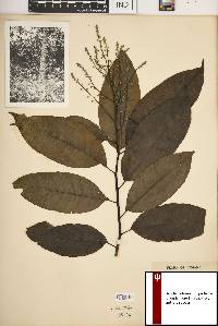 Oxydendrum arboreum image