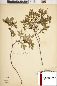 Vaccinium myrtilloides image