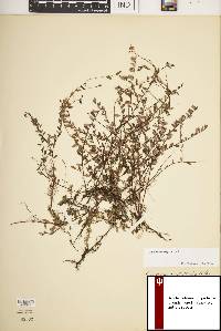 Vaccinium oxycoccos image