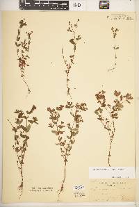 Hypericum mutilum subsp. mutilum image