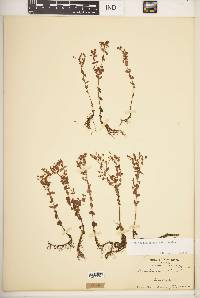 Hypericum mutilum subsp. mutilum image