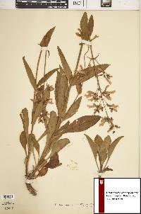 Penstemon canescens image