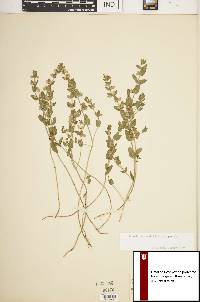 Scutellaria parvula var. parvula image