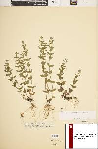 Scutellaria parvula var. parvula image