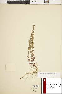 Scutellaria parvula var. parvula image