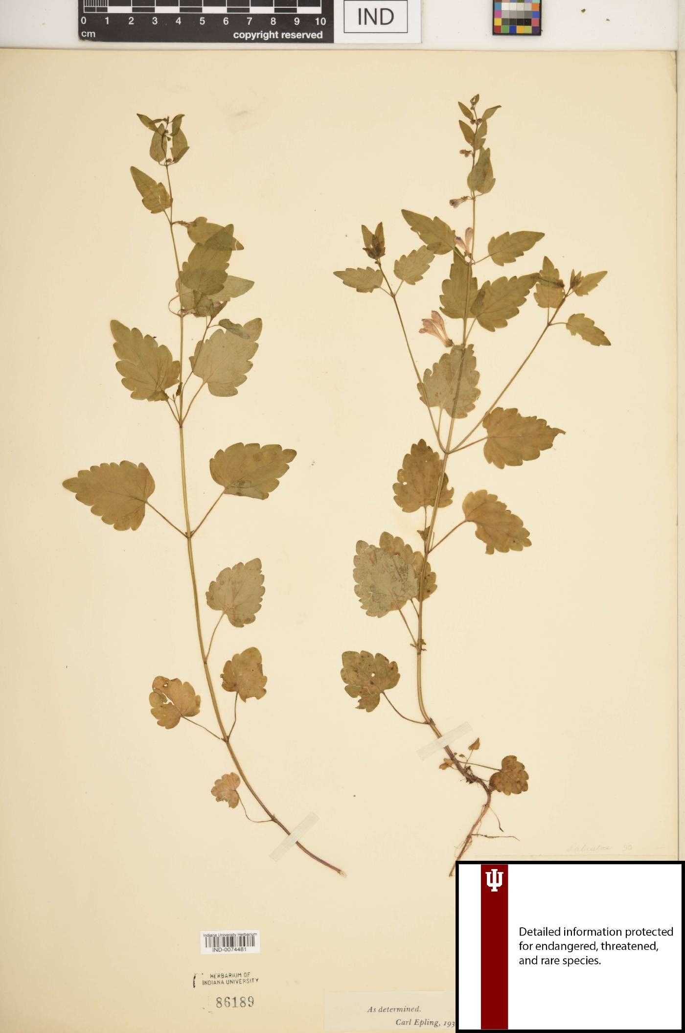 Scutellaria saxatilis image