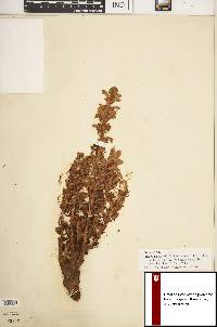 Orobanche riparia image