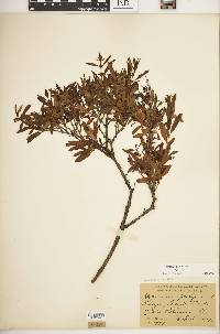 Hypericum prolificum image