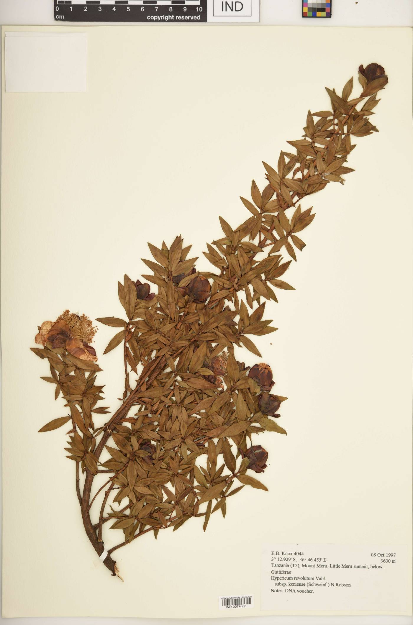 Hypericum revolutum subsp. keniense image