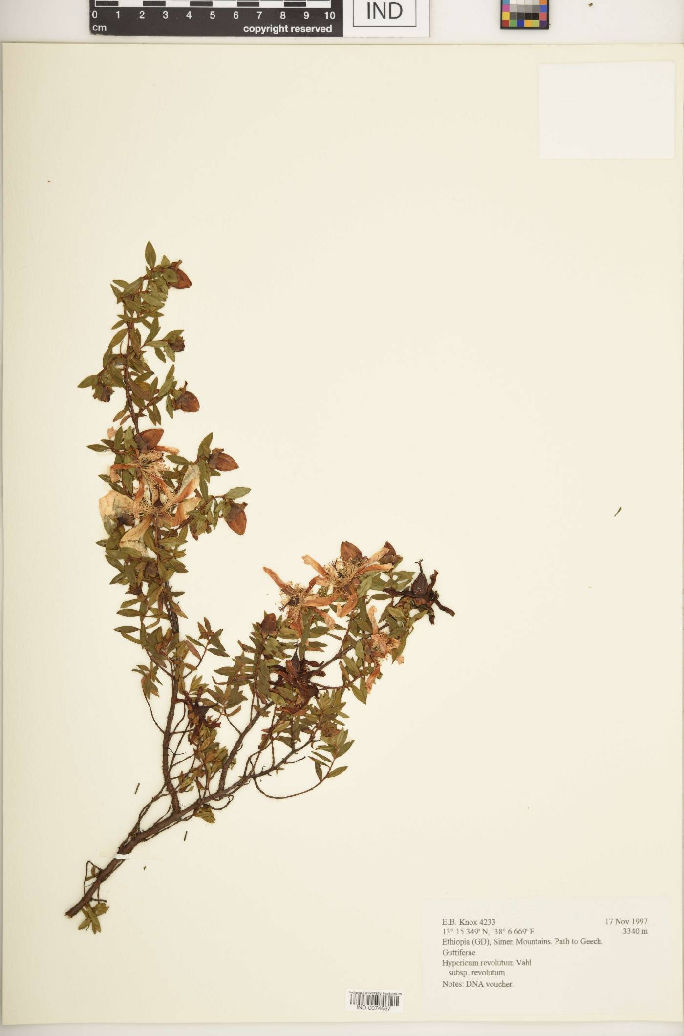 Hypericum revolutum image