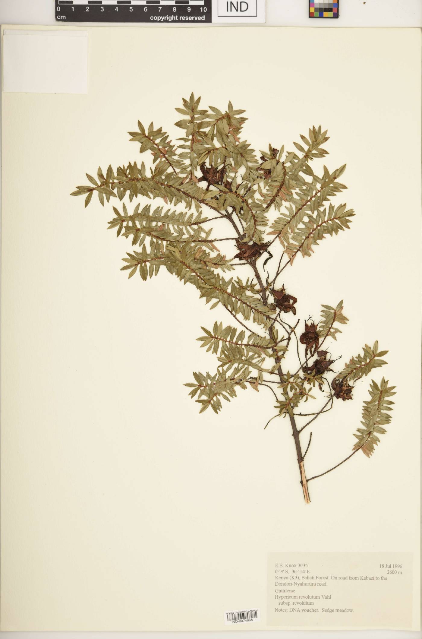Hypericum revolutum subsp. revolutum image