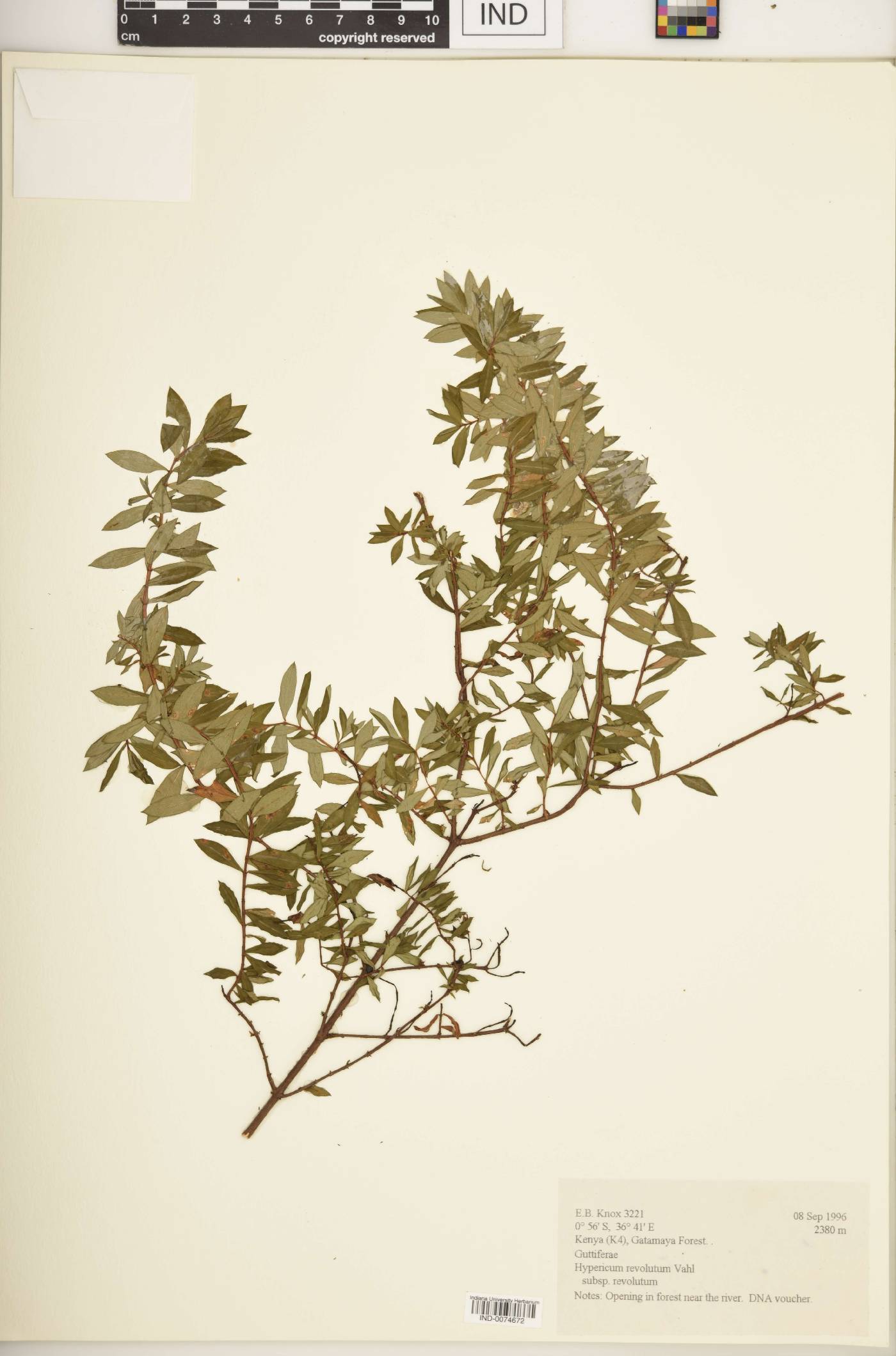 Hypericum revolutum subsp. revolutum image