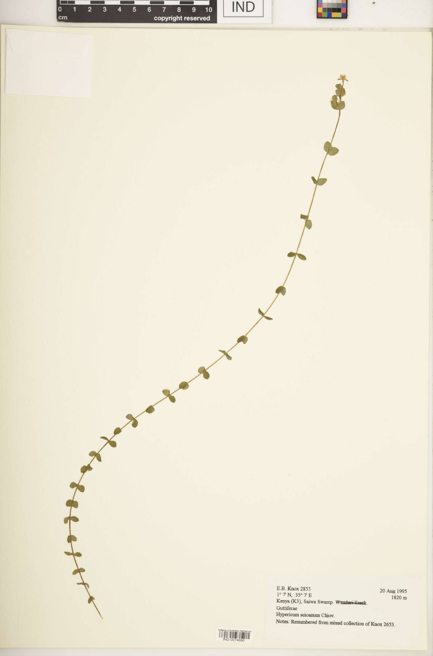 Hypericum scioanum image