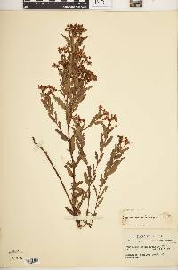 Hypericum sphaerocarpum image