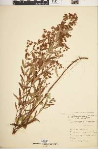 Hypericum sphaerocarpum image