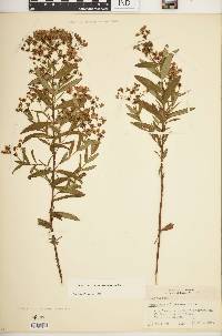 Hypericum sphaerocarpum image