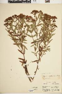 Hypericum sphaerocarpum image