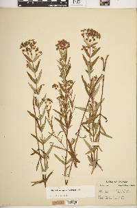 Hypericum sphaerocarpum image