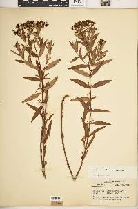 Hypericum sphaerocarpum image