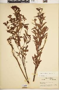 Hypericum sphaerocarpum image